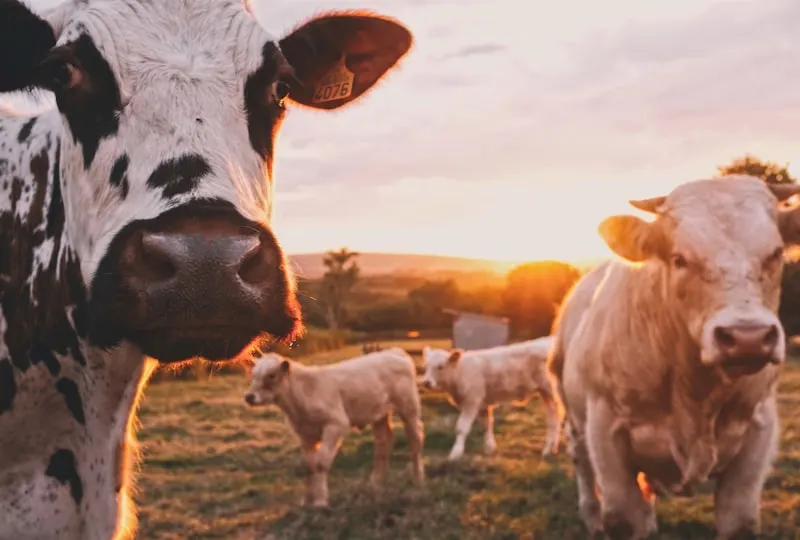 Industrie agroalimentaire et viticole
